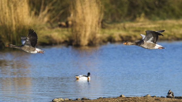 Greylag Goose, Anser anser, bird in flight over winter marshes