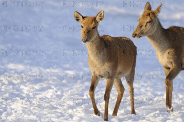 Two deer in snowy winter terrain, red deer (Cervus elaphus), Bavaria