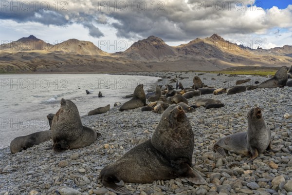 Fortuna Bay landscape with fur seals South Georgia Antarctica