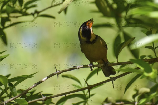 Golden-billed Saltator (Saltator aurantiirostris) in a nature reserve in Buenos Aires, Argentina, South America