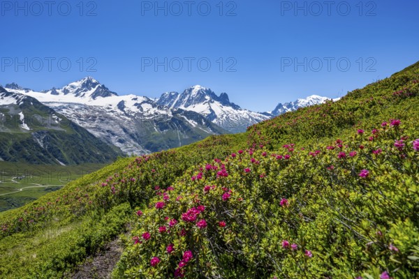 Mountain panorama with glaciated peaks and alpine roses, Aiguille Verte and Glacier du Tour, hike to Aiguillette des Posettes, Chamonix, Haute-Savoie, France, Europe