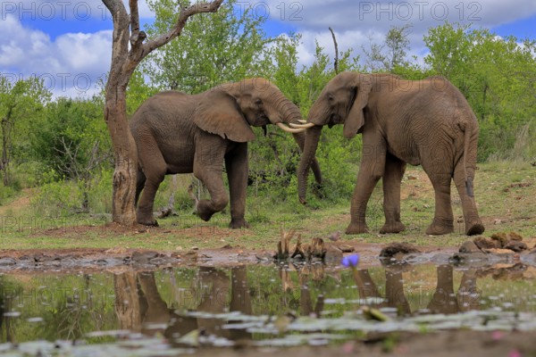 African elephant (Loxodonta africana), adult, male, two bulls, fighting, wrestling, at the water, Kruger National Park, Kruger National Park, South Africa, Africa