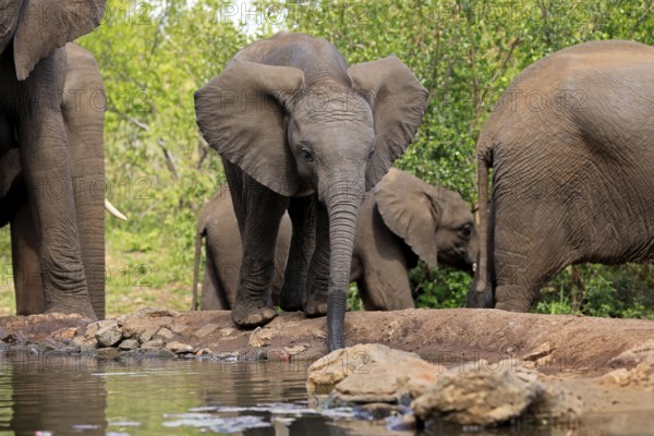 African elephant (Loxodonta africana), young animal, drinking, at the water, Kruger National Park, Kruger National Park, South Africa, Africa