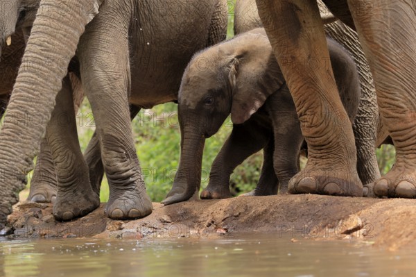 African elephant (Loxodonta africana), young animal, calf, baby elephant, mother, young animal with mother, at the water, Kruger National Park, Kruger National Park, South Africa, Africa