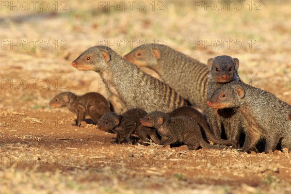 Zebra mongoose (Mungo mongoose), family with young, group, adult, at the den, Kruger National Park, Kruger National Park, South Africa, Africa