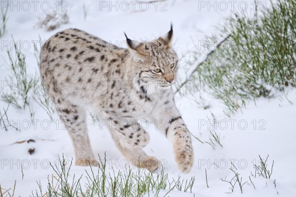 Eurasian lynx (Lynx lynx) walking in the snow in winter, Bavaria, Germany, Europe