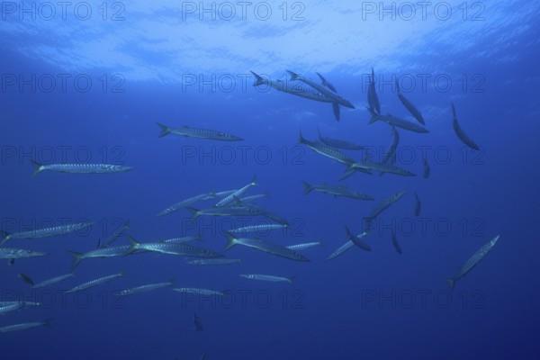 A large group of barracudas (Sphyraena sphyraena) swimming in the ocean water. Dive site Giens Peninsula, Provence Alpes Côte d'Azur, France, Europe