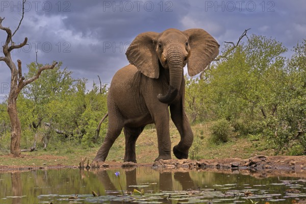 African elephant (Loxodonta africana), bull, male, at the water, imposing behaviour, National Park, Kruger National Park, South Africa, Africa