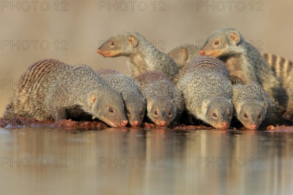 Zebra mongoose (Mungos mungo), adult, group, at the water, drinking, Kruger National Park, Kruger National Park, Kruger National Park South Africa