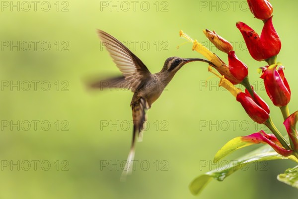 Long-billed Shadow Hummingbird (Phaethornis longirostris), Hummingbird (Trochilidae), Swiftbirds (Apodiformes), Laguna del Lagarto Lodge, Alajuela, Costa Rica, Central America