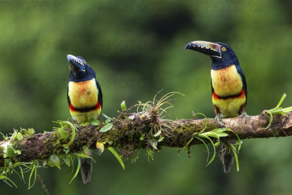 Collared Aracari (Pteroglossus torquatus), Toucans (Ramphastidae), Laguna del Lagarto Lodge, Alajuela, Costa Rica, Central America
