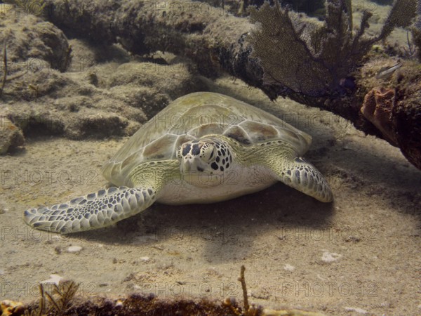 Hawksbill sea turtle (Eretmochelys imbricata imbricata) resting quietly on the sand, surrounded by soft corals, on the wreck of the Benwood. Dive site John Pennekamp Coral Reef State Park, Key Largo, Florida Keys, Florida, USA, North America