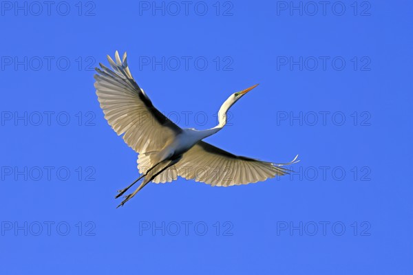 Great Egret (Ardea alba), adult, flying, St. Augustine, Florida, USA, North America