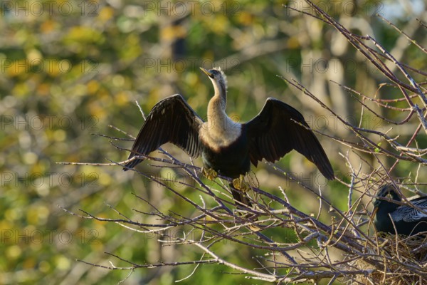 Snakebird (Anhinga anhinga), on branch, spring, Wakodahatchee Wetlands, Delray Beach, Florida, USA, North America