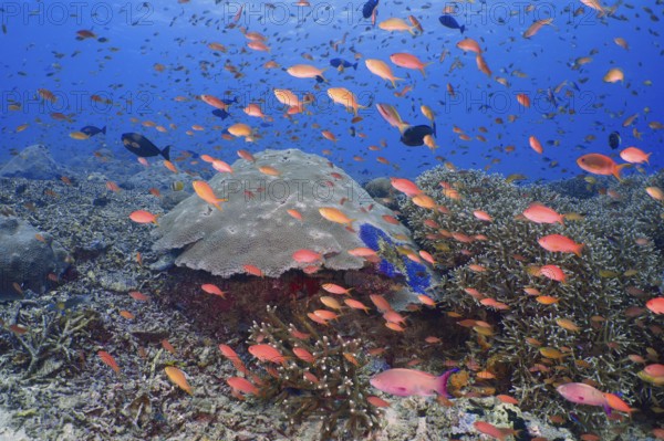 Lively underwater school of jewelled bannerfish (Pseudanthias squamipinnis) in front of a large coral reef in the sea, dive site SD, Nusa Ceningan, Nusa Penida, Bali, Indonesia, Asia