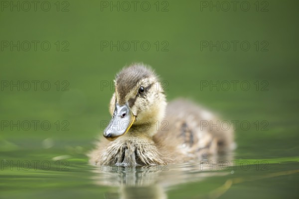 Wild duck (Anas platyrhynchos) youngster swimming in a little lake, Bavaria, Germany, Europe
