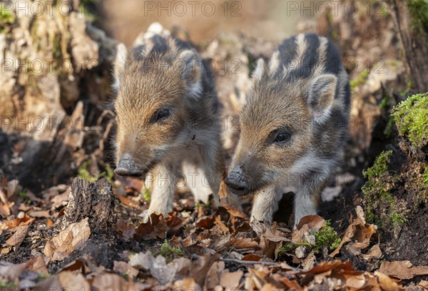 Wild boar, wild boar (Sus scrofa), young boar looking for food at an old tree stump in the forest, Germany, Europe