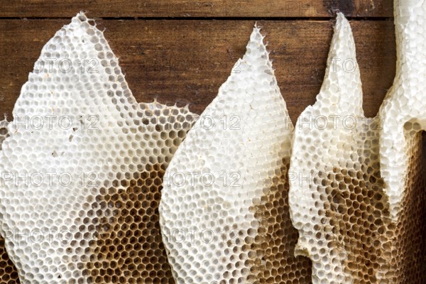 Honeycomb abandoned by colony, honeycomb, wild natural burrow on outside of hive, light-coloured beeswax, dark-coloured cells for brood, rearing and pollen storage, Western European honeybee (Apis mellifera), Nidda, Wetterau, Hesse, Germany, Europe