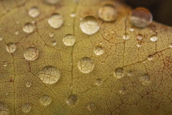 Water dripping on a leaf in autumn. Bas rhin Alsace, France, Europe