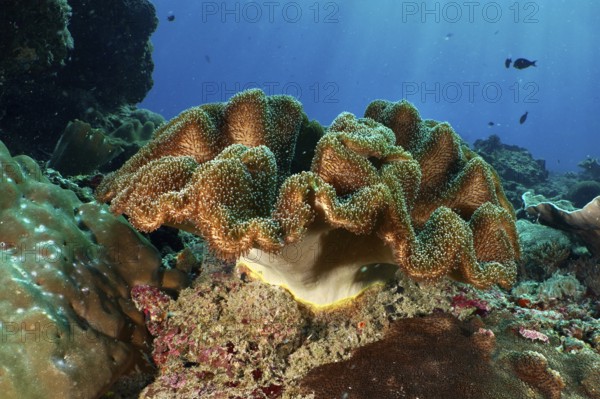 Mushroom leather coral (Sarcophyton glaucum) spreading on a rock in the clear sea, dive site Crystal Bay, Nusa Ceningan, Nusa Penida, Bali, Indonesia, Asia