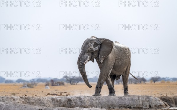 African elephant (Loxodonta africana), elephant drinking at waterhole, Nxai Pan National Park, Botswana Botswana