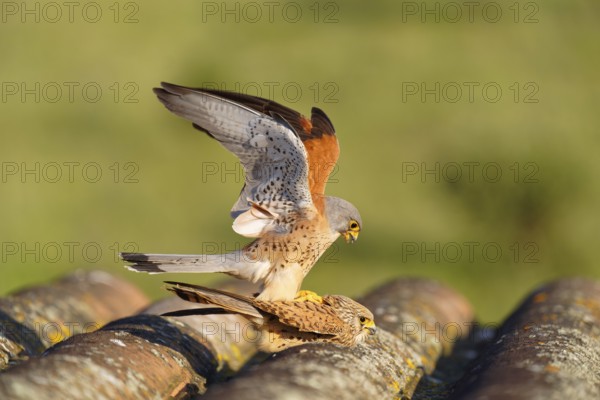 Pair of lesser kestrels (Falco naumanni), copula on the roof of an abandoned finca, Extremadura, Spain, Europe