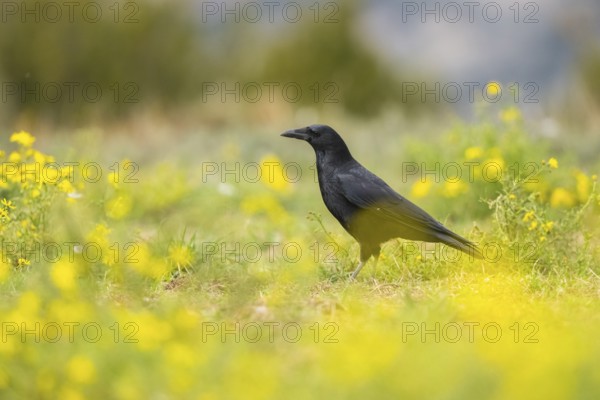 Common raven (Corvus corax) on a flowering meadow in autumn, Pyrenees, Catalonia, Spain, Europe