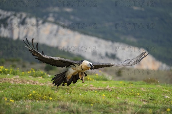 Bearded Vulture (Gypaetus barbatus) adult bird in flight with mountains in the backround, Pyrenees, Lleida, Spain, Europe