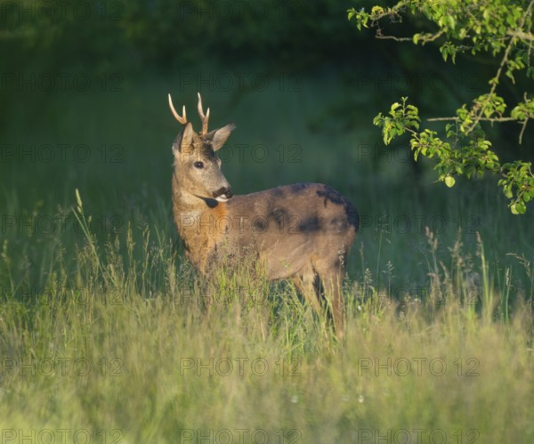Roe deer (Capreolus capreolus), roebuck with beginning hair change standing in a meadow and looking attentively, wildlife, Thuringia, Germany, Europe