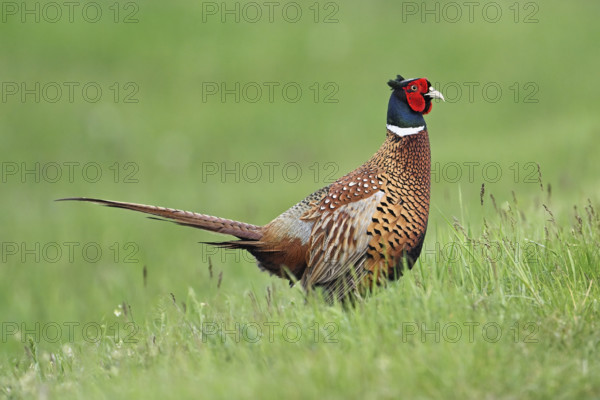 Pheasant or hunting pheasant (Phasianus colchicus), male standing in meadow, Lake Neusiedl National Park, Seewinkel, Burgenland, Austria, Europe