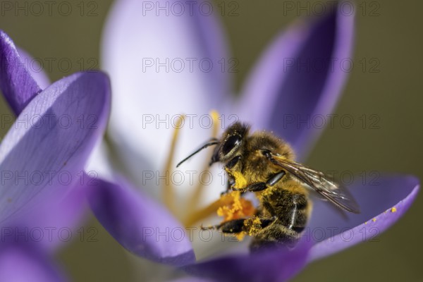 Elfin crocus (Crocus tommasinianus) with honey bee (Apis mellifera), Emsland, Lower Saxony, Germany, Europe