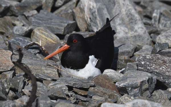 Oystercatcher, (Haematopus ostralegus) breeds in the rocks, Norway, Europe