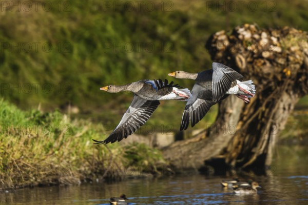 Greylag Goose, Anser anser, birds in flight over winter marshes