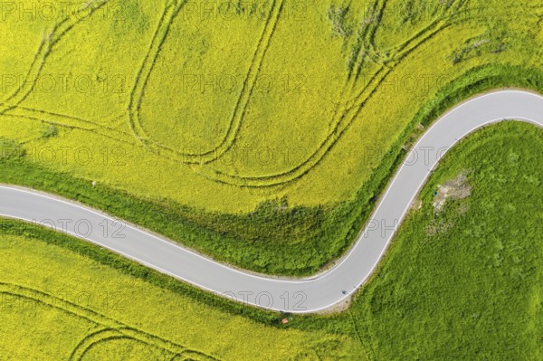 Aerial view of the winding serpentine road between blossoming rapeseed fields from Reifland to Rauenstein, Pockau-Lengefeld, Erzgebirge, Saxony, Germany, Europe