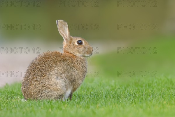 Wild rabbit (Oryctolagus cuniculus), in a meadow, adult, alert, wildlife, mammal, Baltic Sea coast, Fehmarn Island, East Holstein, Schleswig-Holstein, Germany, Europe