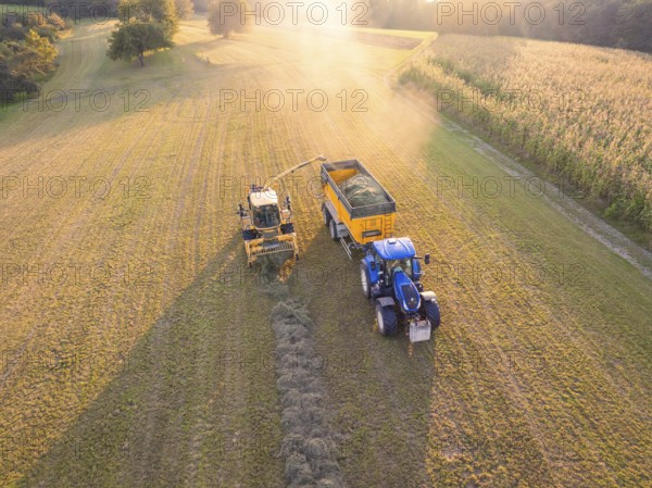 Aerial view of a tractor and a harvester picking up hay in a field at sunset, Haselstaller Hof, Gechingen, Black Forest, Germany, Europe