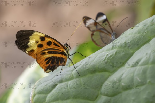 Ithomiine butterfly (Melinaea satevis) on a green leaf, Butterfly House, Botanical Garden or Botanisk Have, University of Copenhagen, Denmark, Europe