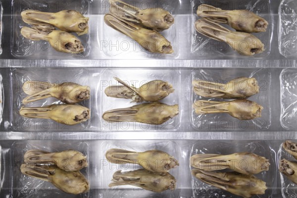 Production of salted duck heads in the Nan Jing Ying Tao Yo Co. Ltd. factory, a popular snack, the frozen ducks come from the duck farms, are salted, brined, dried and scalded, Nanjing, China, Asia
