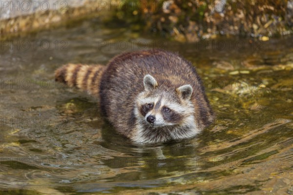 One adult Raccoon Procyon lotor, stands in the shallow water of a creek between rocks and searches for food