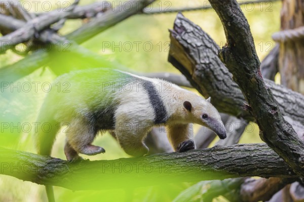 One southern tamandua (Tamandua tetradactyla), climbs up a tree in a forest
