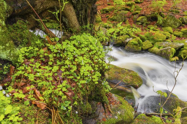 Kleine Ohe creek below Waldhaeuser village in the Bavarian Forest Nationalpark. Flowing water, little cascades, mossy stones and fresh green vegetation