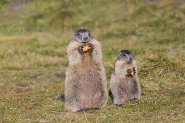 One adult Alpine Marmot, Marmota marmota, and one young marmot feeding on something. Closeup