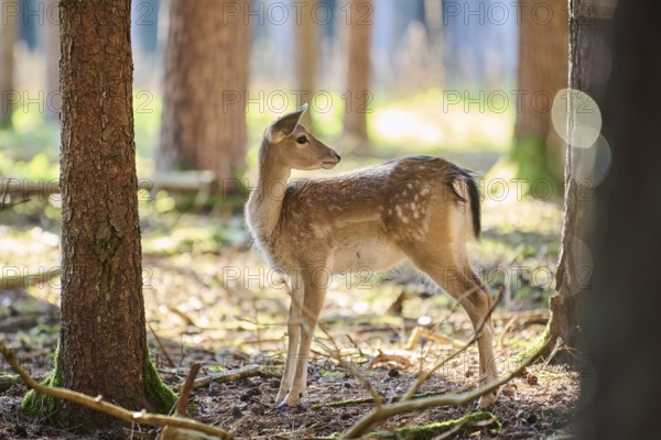 European fallow deer (Dama dama) youngsters in a forest, Bavaria, Germany, Europe
