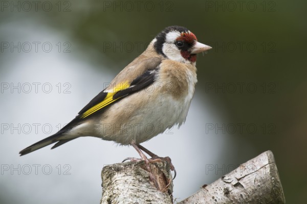 European goldfinch (Carduelis carduelis), Wales, Great Britain