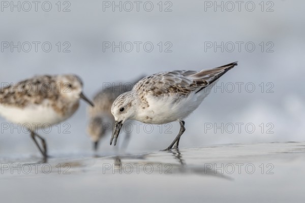 Sanderling (Calidris alba) feeding on a beach. Camaret sur mer, Crozon, Finistere, Brittany, France, Europe