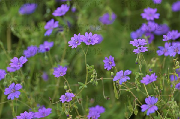 Blossoms of the Pyrenean cranesbill (Geranium pyrenaicum), Switzerland, Europe