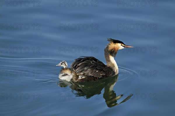 Great Crested Grebe (Podiceps Scalloped ribbonfish), swimming in the water with a chick in its plumage, Lake Zug, Kanon Zug, Switzerland, Europe