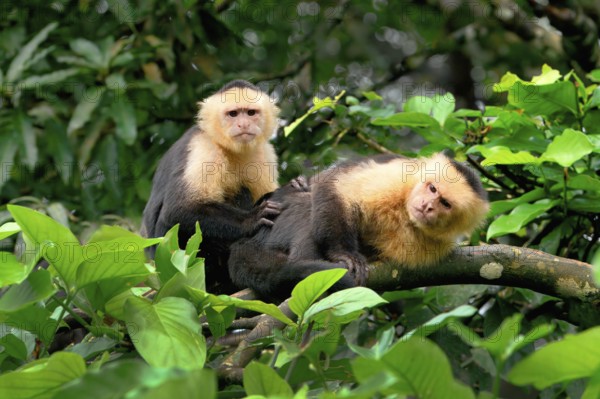 Panamanian white-faced capuchin (Cebus imitator) family in a tree, Costa Rica, Central America