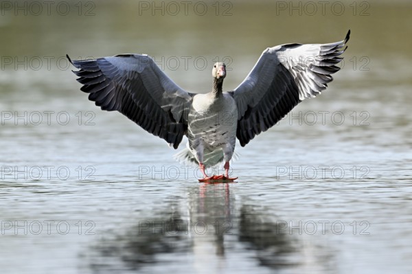 Greylag goose (Anser anser), approaching the water, Flachsee, Canton Aargau, Switzerland, Europe