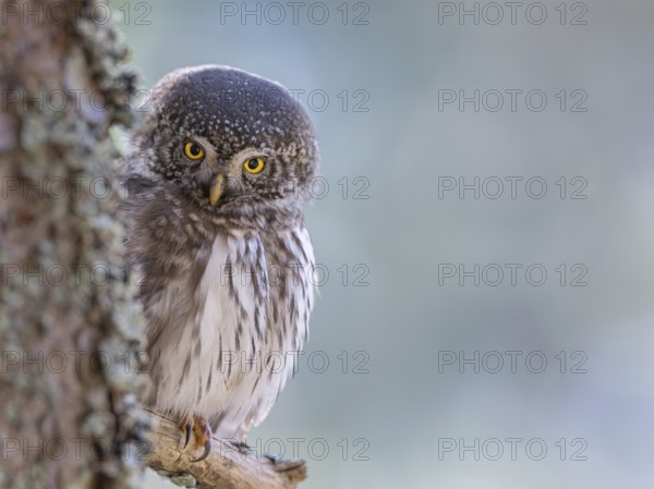 Pygmy Owl (Glaucicium passerinum), sitting on the branch of a tree, Pirchner Ast, Schwaz, Tyrol, Austria, Europe